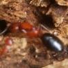 Odontomachus brunneus help? - last post by dominatus