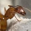 Fire ant queen in Virginia - last post by Aliallaie