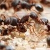 Anyone willing to ship Pogonomyrmex Californicus brood ?? - last post by Mdrogun