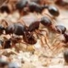 A Warning to New AntKeepers Purchasing Pogonomyrmex occidentalis "colonies" - last post by Mdrogun