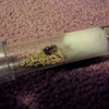 Crazy Brood Boosting lasius americanus - last post by Unfrozen