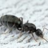 Tetramorium pupae not developing - last post by Pumpkin_Loves_Ants