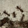 Tetramorium immigrans Journal - last post by Antennal_Scrobe