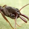 Need help identifying ant queen (Florida) - last post by Tkmalphurs