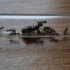 What would a pogonomyrmex hybrid nest look like - last post by Da_NewAntOnTheBlock