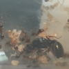 5 gallon Formicarium - last post by Amazant