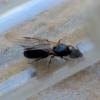 LF Myrmecocystus in CA - last post by Antlover24