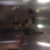 Paratrechina longicornis(black crazy ants) for sale florida - last post by Darwinism89