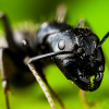 Best barrier for Temnothorax - last post by CANant