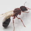 Lasiculture- The thread of Lasius keeping and study! - last post by jcisopodgang