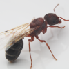 second guesses on this lasius species - last post by jcisopodgang