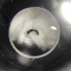 antwall’s Ant Journal! (Updated 12/3/19, Monomorium ergatogyna!) - last post by antwall