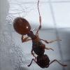Becky's Lasius cf niger - last post by Becky