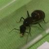 Can I hibernate all my ants at 10°c? - last post by Rob11420