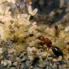 Rare ants that you have seen but never caught - last post by AntsExodus