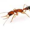 Difference Between (ANT) and (ANT) Thread - last post by TheMicroPlanet