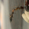 rcbuggy88's Tetramorium immigrans Journal (Updated 6/26/20) - last post by rcbuggy88