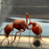 Ocotillo, CA Pogonomyrmex ID Request - last post by DeviAnt