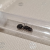 Rescued Myrmecia Nigrocincta Colony For Sale - last post by Ants.co
