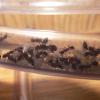 Hibernation and mortality rates among ants(Specifically parasitic lasius) - last post by Ants_Dakota