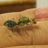 Grand Prarie, Texas ID, Please help ID. - last post by ElideN