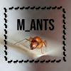 Termitat or DIY - last post by M_Ants