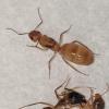 Georgia Ant Keepers! - last post by Robertoflorian