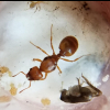 Cephalotermes Rectangularis - Termites with a powerful defense - last post by Antkid12