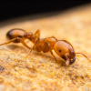 Alate or major pupae? - last post by ArmyAntz