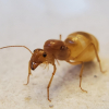 Jordan's Myrmecocystus mexicanus Journal - last post by SleepyAsianAnter