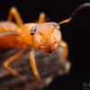 Do any of you find the names Lasius niger and neoniger insulting? - last post by jushi