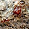 Red Queen Ants - last post by TechAnt
