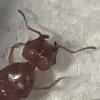 Camponotus floridanus - last post by BitT