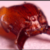 Care Sheet - Pheidole obscurithorax (please review for accuracy) - last post by steam_funk