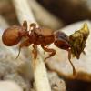 Camponotus Vittatus Behaviour - last post by Froggy