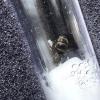 Lasius Niger Queen questions... again! - last post by Jimmydave937911