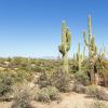 Arizona Camponotus Colonies - last post by Luke_in_AZ