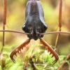 When do Trachymyrmex fly? - last post by MrOdontomachus