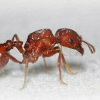 Looking for Pogonomyrmex brood boost - last post by MillyMoney