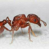 Looking for Pogonomyrmex Upcoming For Sale  ;) - last post by MillyMoney