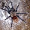 Do you think ants would eat infertile tarantula eggs? - last post by klawfran3