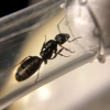 Do Camponotus Tunnel Underground? - last post by mothers_blessing