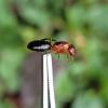 Pogonomyrmex Occidentalis queens for sale. - last post by Devi