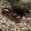 Antkeeper014’s triple Camponotus journal - last post by Antkeeper014