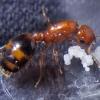 Theantguy's Ants For Sale (Moreno Valley California) 5$ Rugosus! - last post by yaboiseth