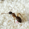 Taking in "Ant Dumps" - last post by BrandonM