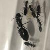 Living with Camponotus Hyatti (Carpenter ants) - last post by Miketheawesome