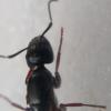Ender Ants' Brachymyrmex patagonicus Natural Setup Journal - last post by Antkeeper01