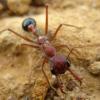 Jordan's Acromyrmex versicolor Colony (2-10-21) - last post by Syber_ant