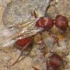 Camponotus? New Mexico - last post by Paulette